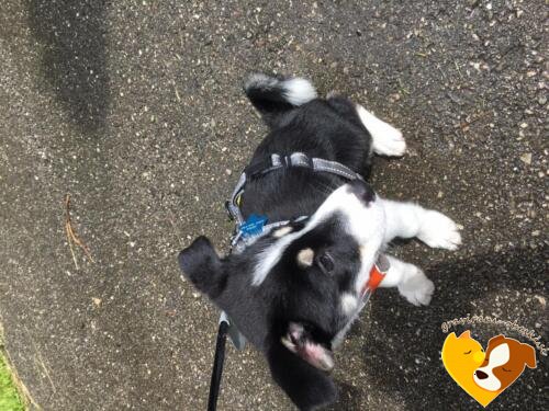 graviran obesek zvezda roni