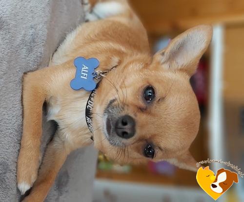 Čivava, Alfi , graviran obesek za psa