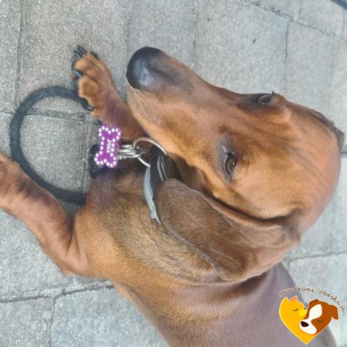 jazbečar jaka obesek-za-psa2